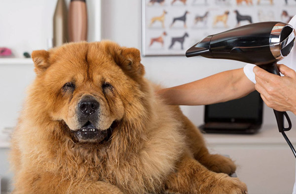 狗狗是如何告诉主人他生病的