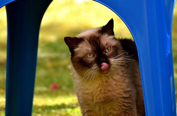 民宿揽客新招：允许带宠物入住订单量可提升2.5倍 